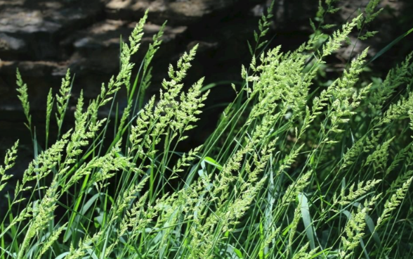 葦狀羊茅飼喂牛羊有什麼好處？