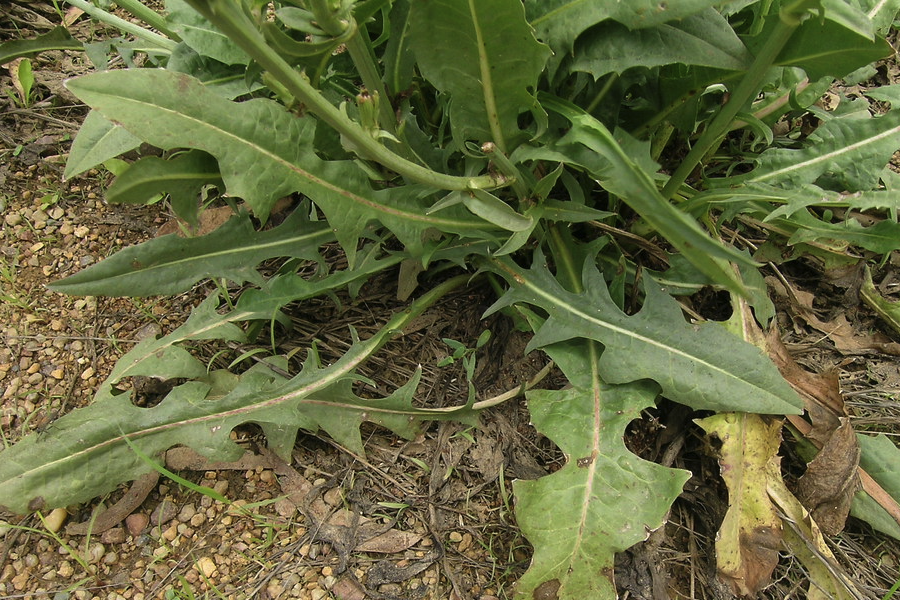 菊苣怎麼消滅菜蛾？