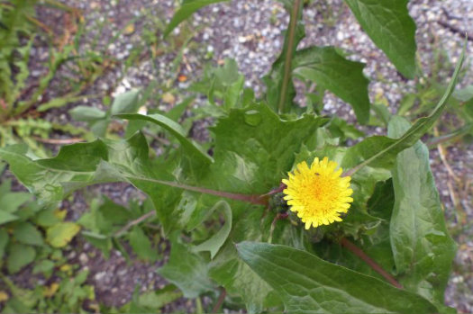 苦蕒菜種子怎麼進行收集 ?