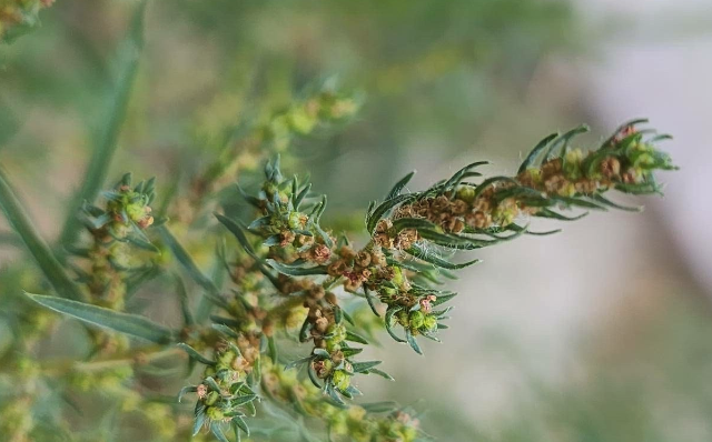 木地膚怎麼進行繁殖？