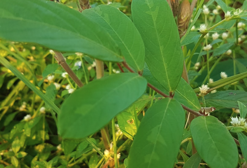 貓尾草需要噴施什麼農藥？