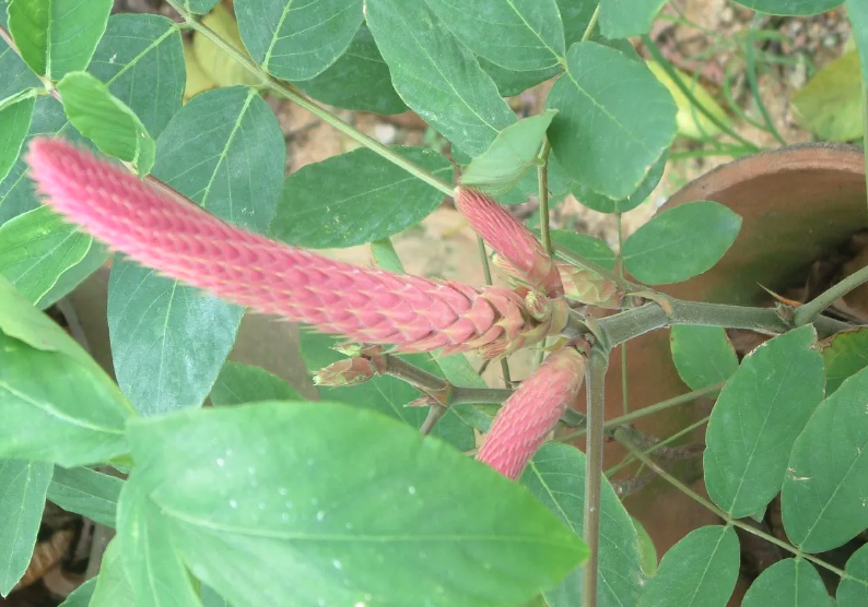 貓尾草可以在幹旱地區栽種嗎？