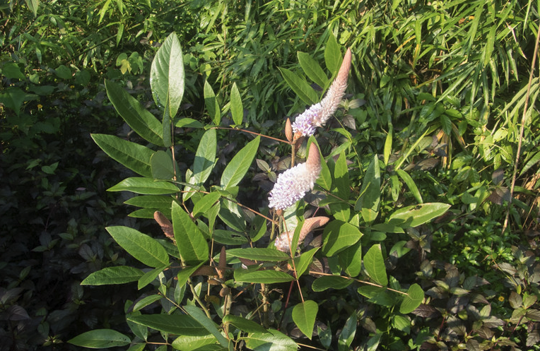 貓尾草怎麼進行繁殖？