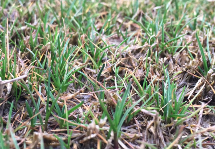 草地螽斯的繁殖能力怎麼樣？