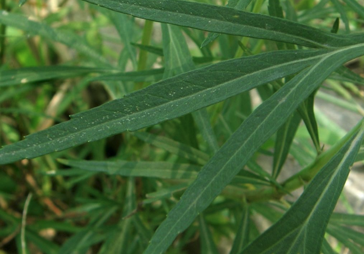 蔞蒿可以用來止血消炎嗎?