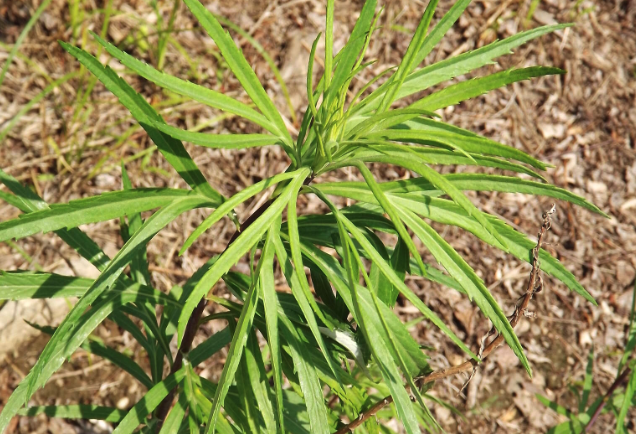 蔞蒿可以用來止血消炎嗎?