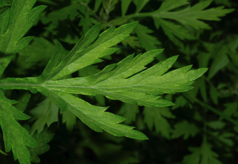 蔞蒿怎麼用來驅蟲?