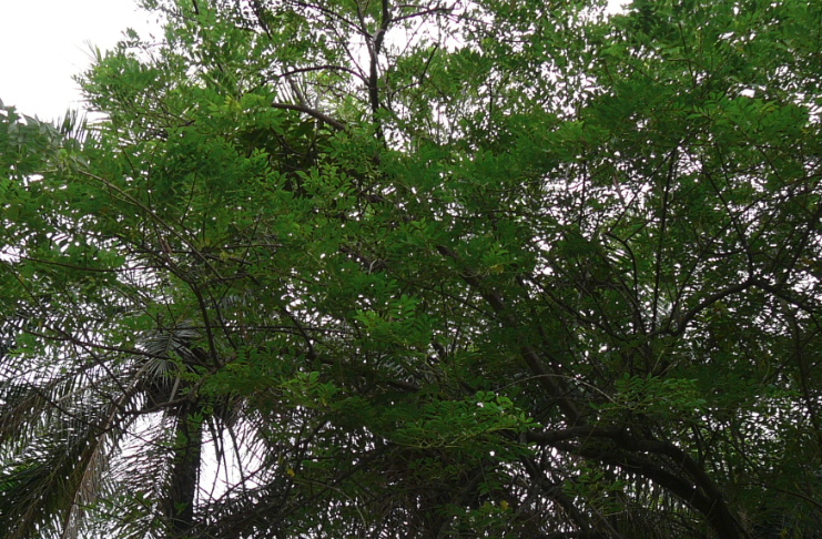 格力豆庭院種植需要注意什麼？