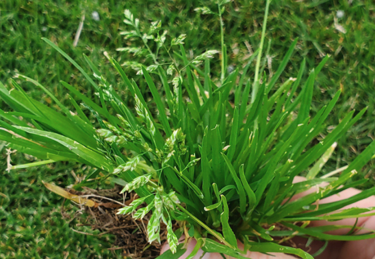 怎麼根據日照條件選擇牧草種植？