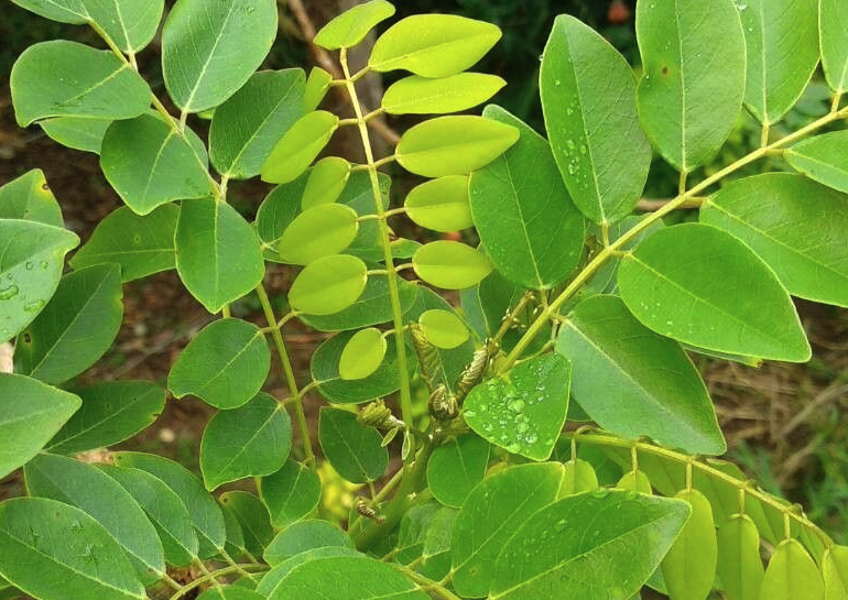 格力豆怎麼進行消滅蚜蟲？