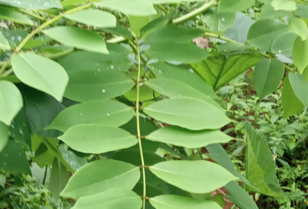 格力豆可以在高海拔地區種植嗎？