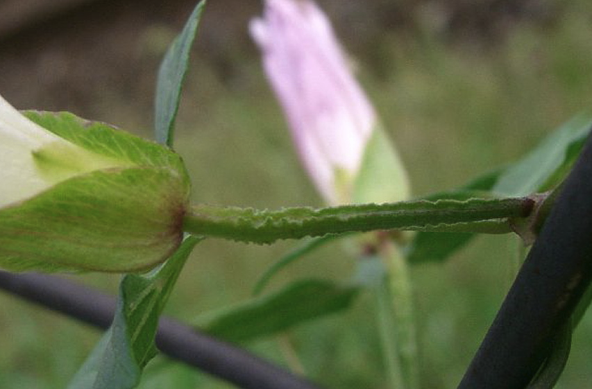 打碗花庭院種植的好處?