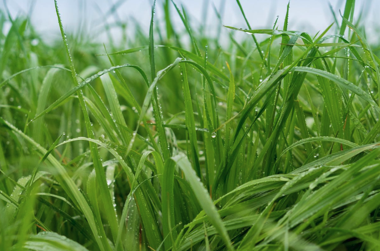 牧草土壤施用尿素有什麼好處？