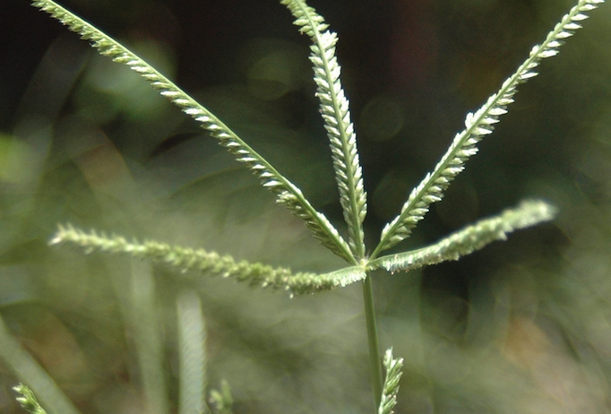 牛筋草的再生能力怎麼樣？