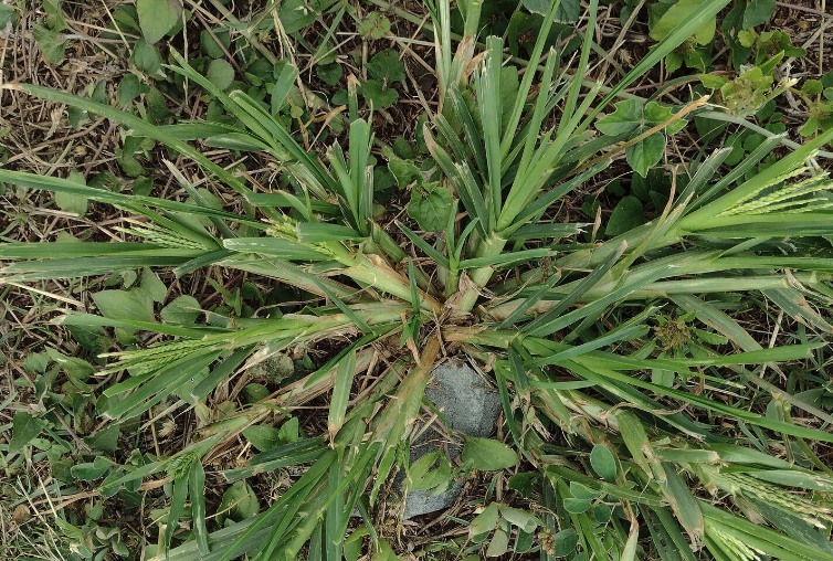 牛筋草可以飼喂哪些牲畜？