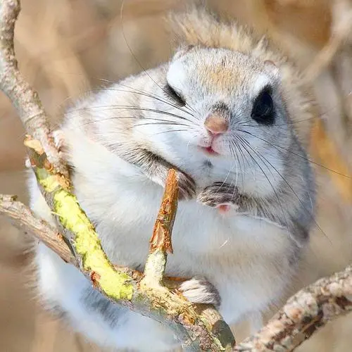 好看的小動物