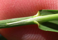 <strong>無芒雀麥對牲畜的適口性怎麼樣？</strong>