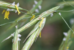 <strong>無芒雀麥的消化性能怎麼樣？</strong>