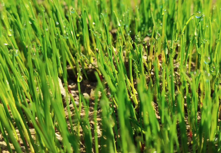 高羊茅每公頃產鮮草量怎麼樣？