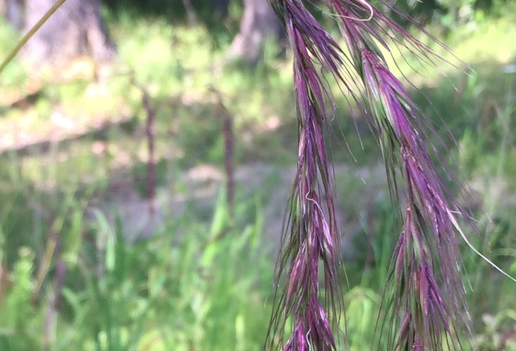 老芒麥感染葉鏽病怎麼治療？