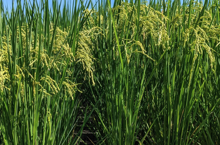 老芒麥對氮肥的需求量怎麼樣？