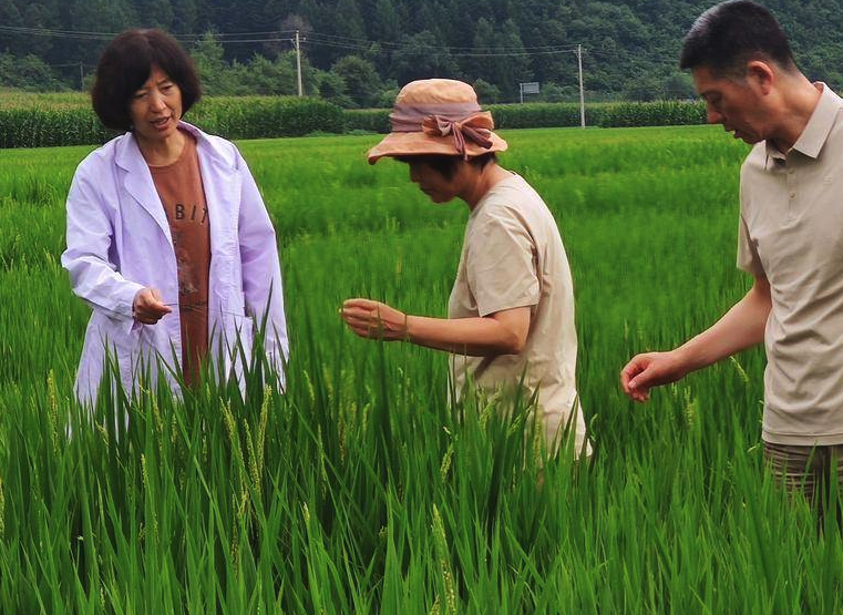 老芒麥的耐踐踏性怎麼樣？