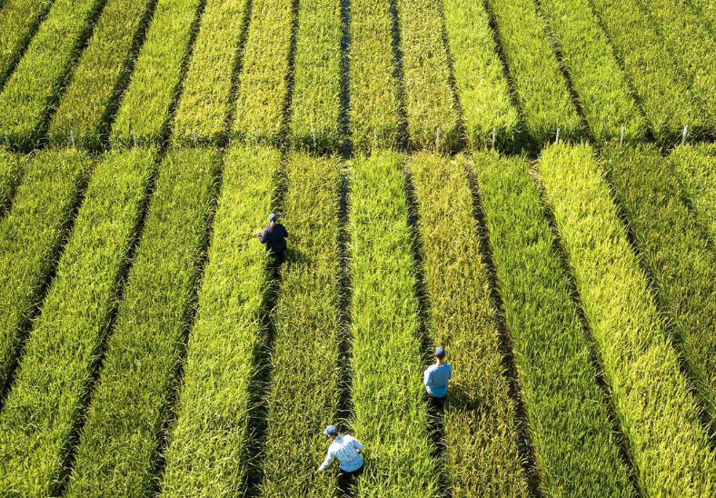 老芒麥分布地區廣泛嗎，適應能力怎麼樣？