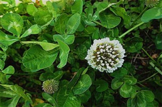 白車軸草種子怎麼種，春季催芽播種繁殖