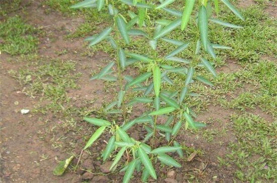 跳舞草種子怎麼種