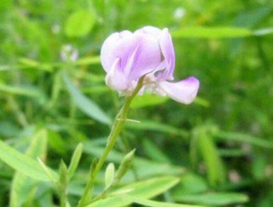 跳舞草為什麼會跳舞，為求生鍛煉的一種特殊本領