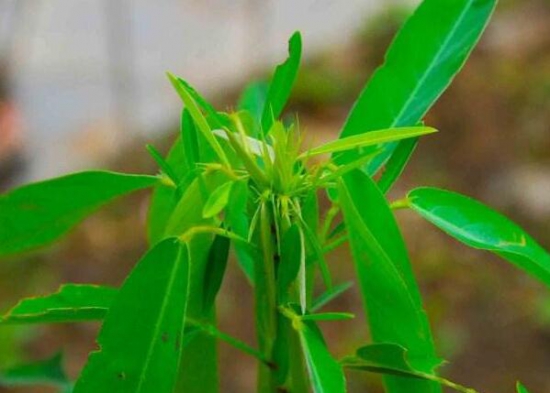 跳舞草為什麼會跳舞，為求生鍛煉的一種特殊本領