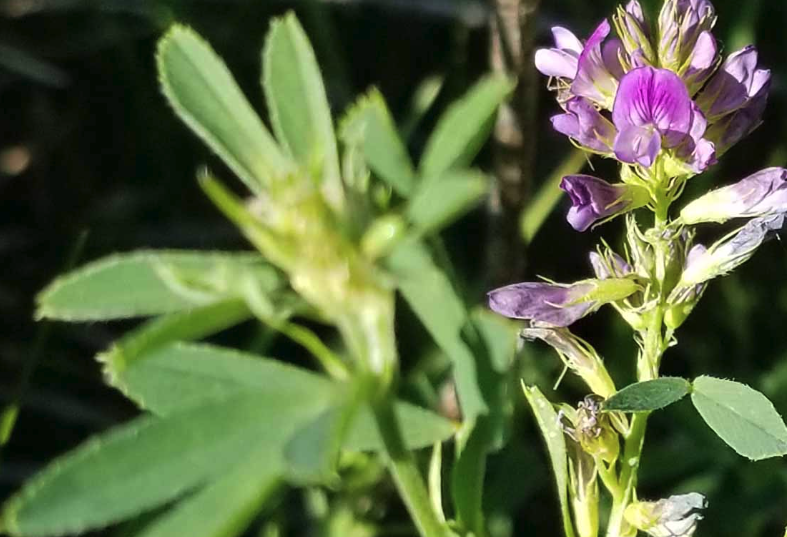 紫花苜蓿在風沙地區怎麼保護播種？