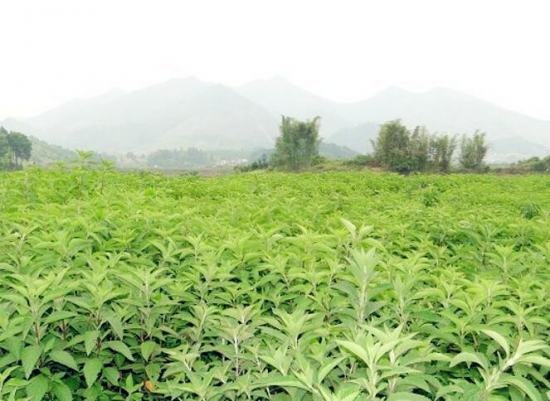 溪黃草的介紹，溪黃草茶的功效與作用