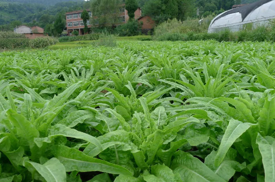 萵筍移栽後幾天可以成活