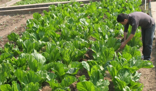 芥菜種子什麼時候播種：7月下旬至10月可陸續播種，以8月份播種的產量最高