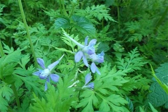 還亮草什麼時候開花，花期大概在3～5月