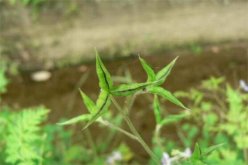 <strong>還亮草什麼時候開花，花期大概在3～5月</strong>