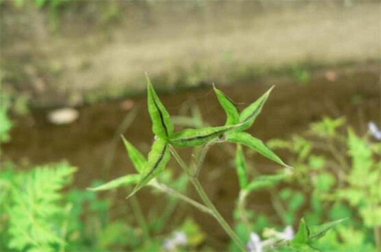 還亮草什麼時候開花，花期大概在3～5月