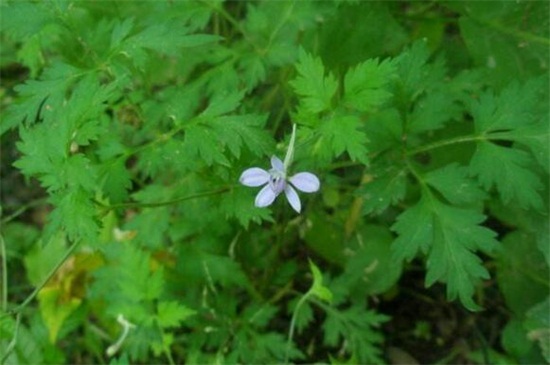 還亮草什麼時候開花，花期大概在3～5月