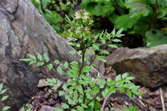 還亮草什麼時候開花，花期大概在3～5月