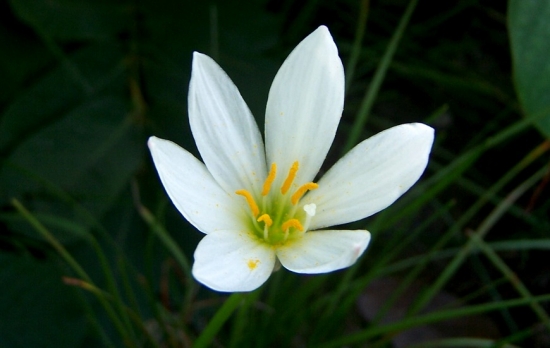 蔥蓮的花期，蔥蓮什麼時候開花