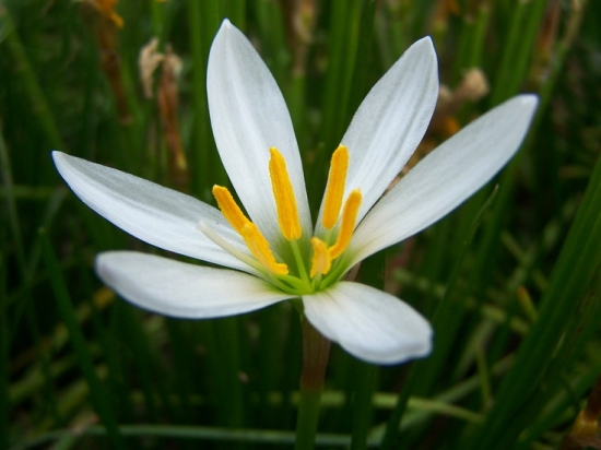 蔥蓮的花期，蔥蓮什麼時候開花