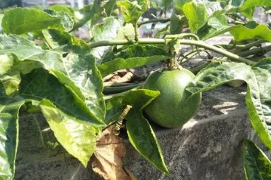 百香果是單子葉植物還是雙子葉植物