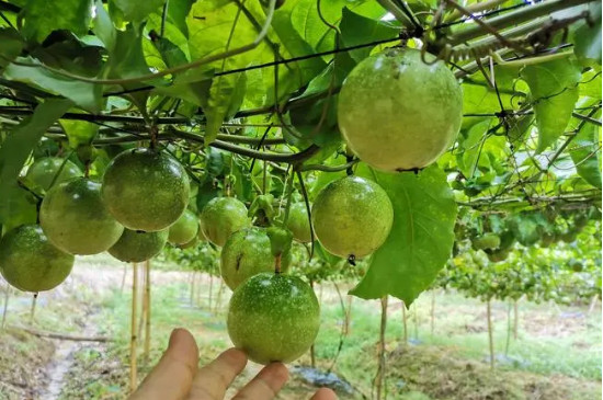 百香果是單子葉植物還是雙子葉植物