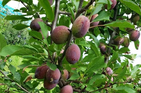 西梅種子怎麼種才能發芽