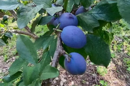 西梅種子怎麼種才能發芽