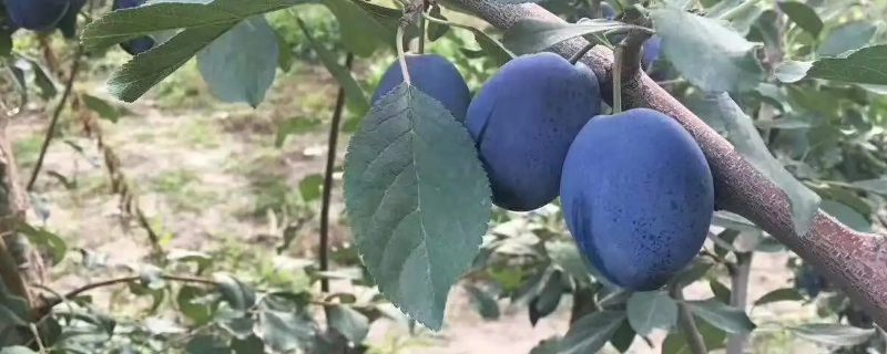 西梅種子怎麼種才能發芽