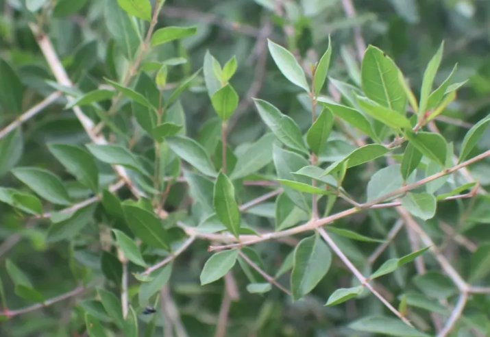 散沫花怎麼治療根腐病？