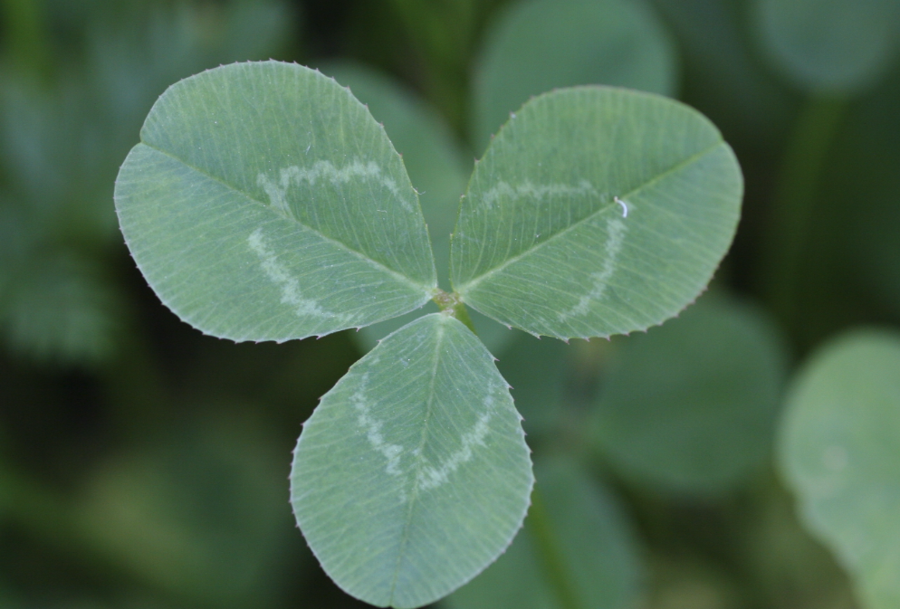 白三葉草怎麼用根瘤菌接種?