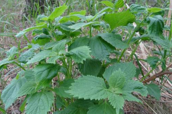 野生透骨草長什麼樣